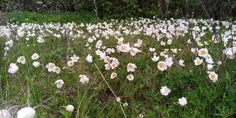 Anemone sylvestris Ветреница лесная